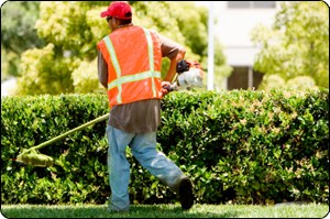 Lawn Care employee working in the yard